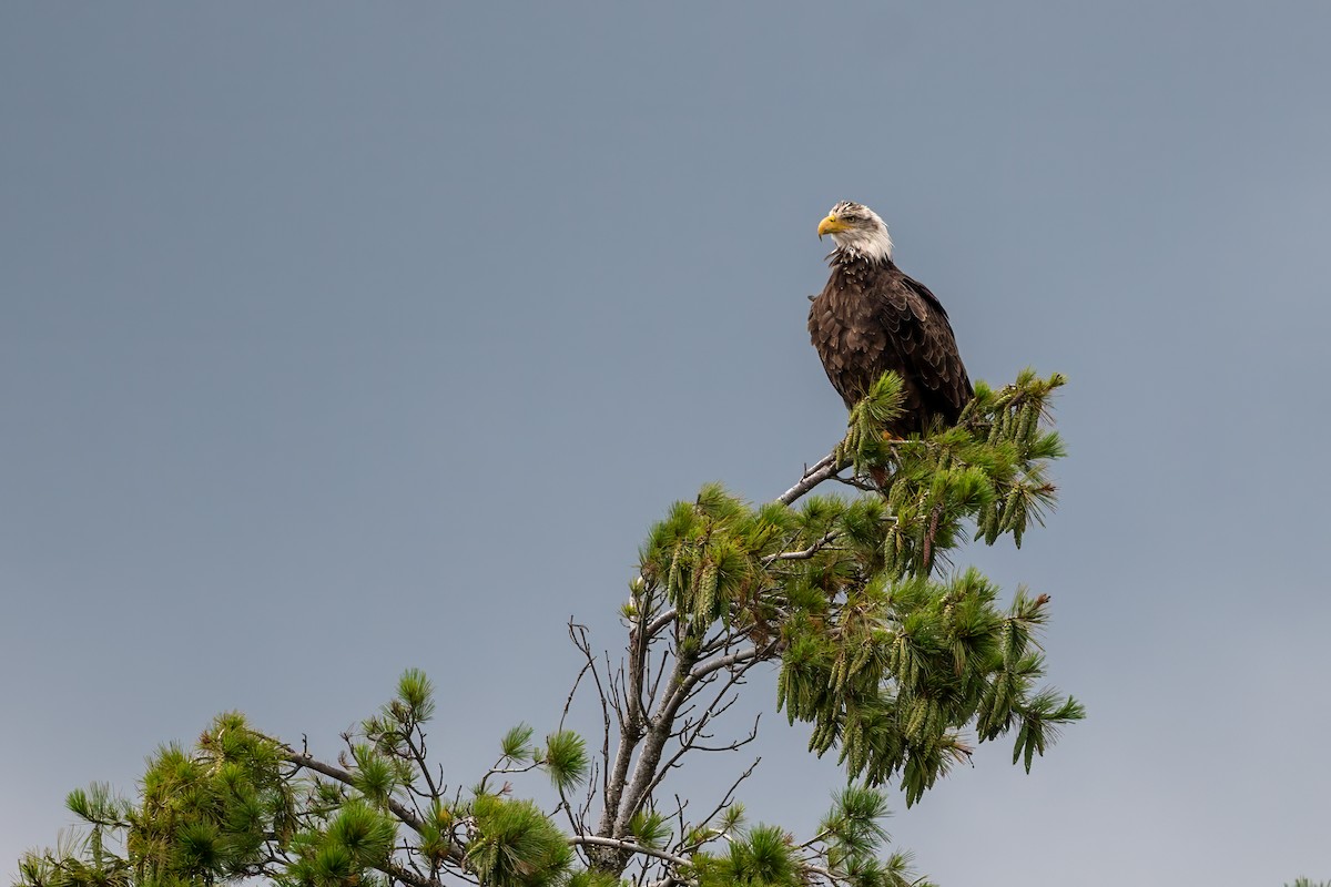 Bald Eagle - ML604086631