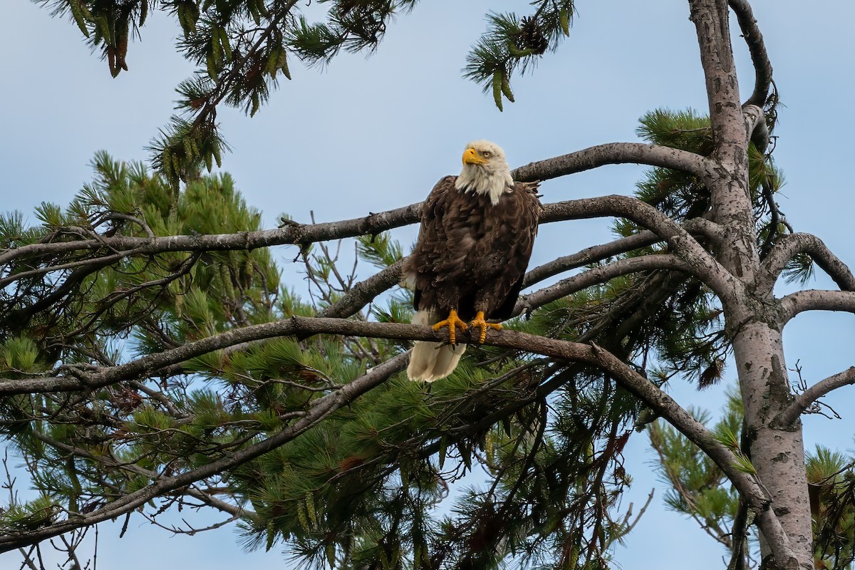 Bald Eagle - ML604086641