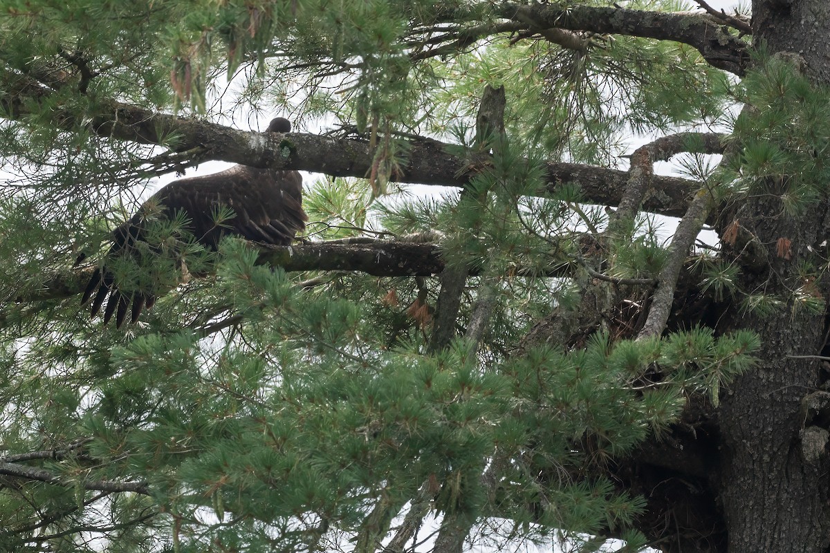 Bald Eagle - ML604086651