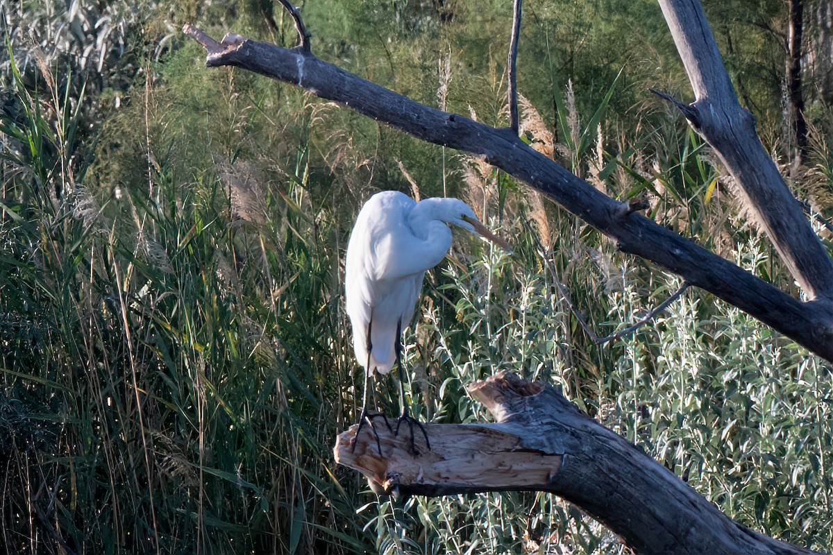 Great Egret - ML604086881