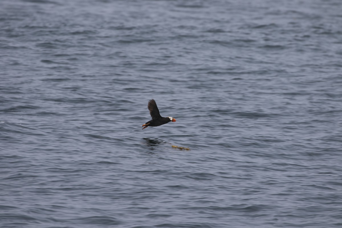 Tufted Puffin - ML604087461