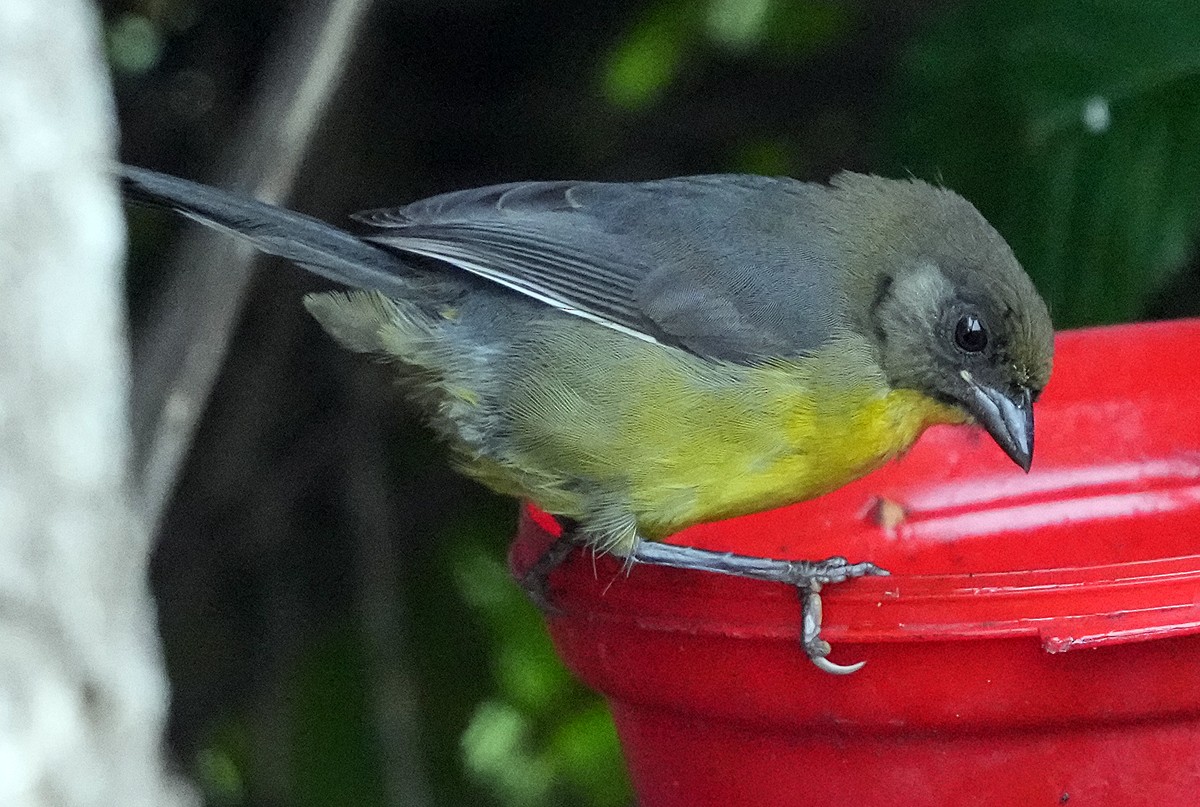 busktanagarspurv (venezuelanus gr.) - ML604088071