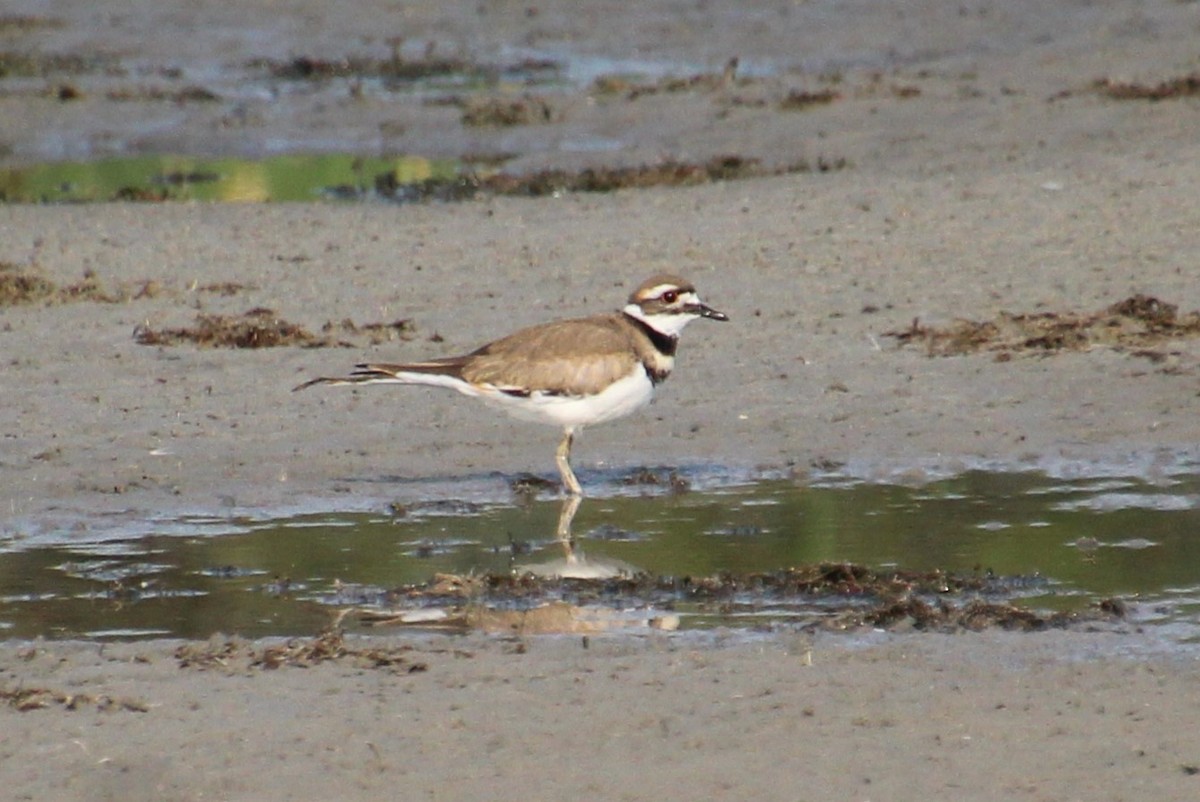 Killdeer - ML604088161