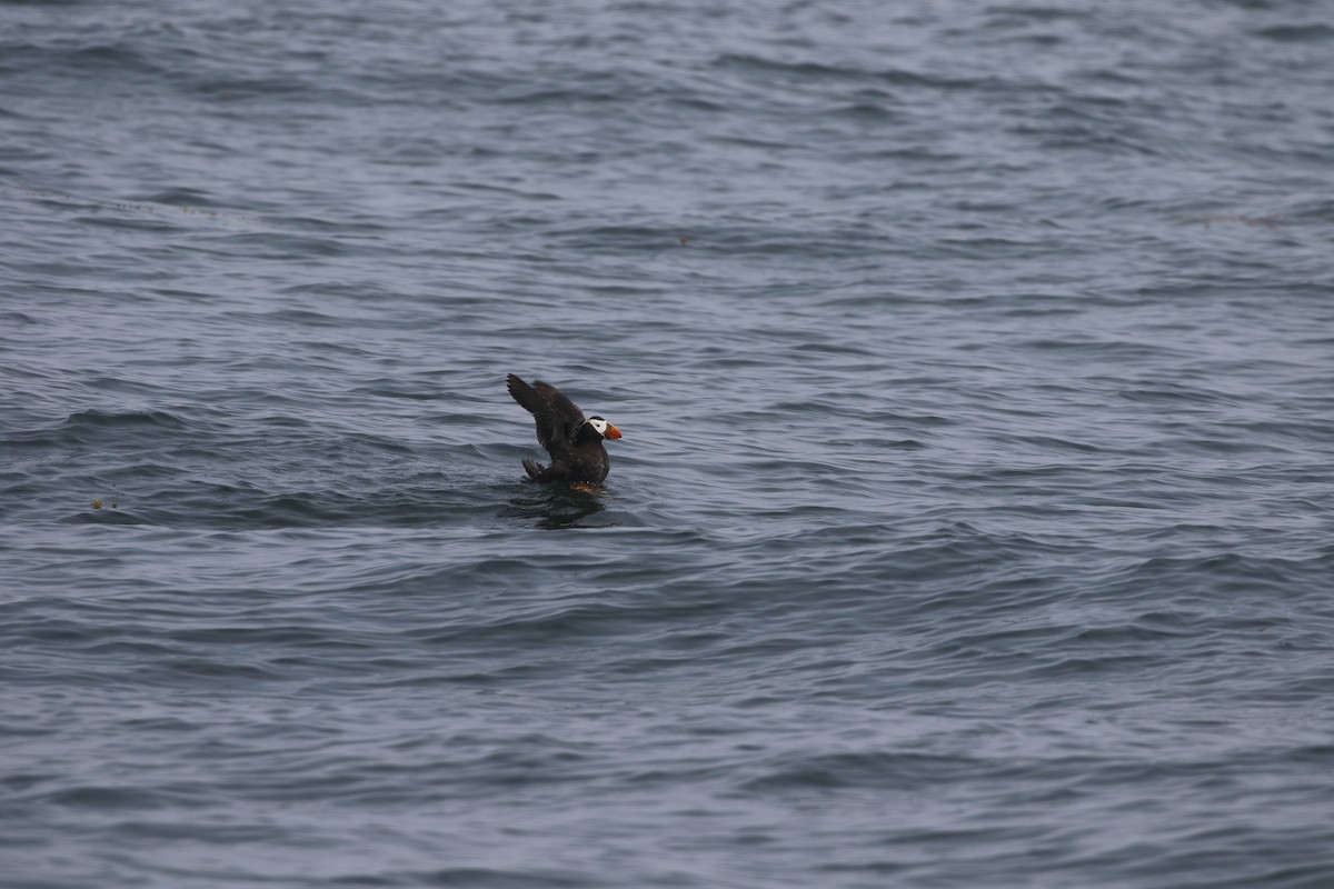 Tufted Puffin - ML604088201