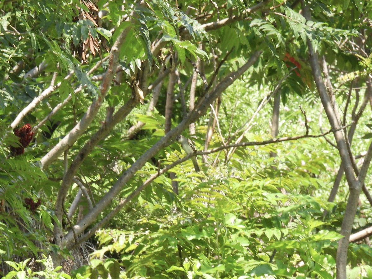 Alder/Willow Flycatcher (Traill's Flycatcher) - ML604088301