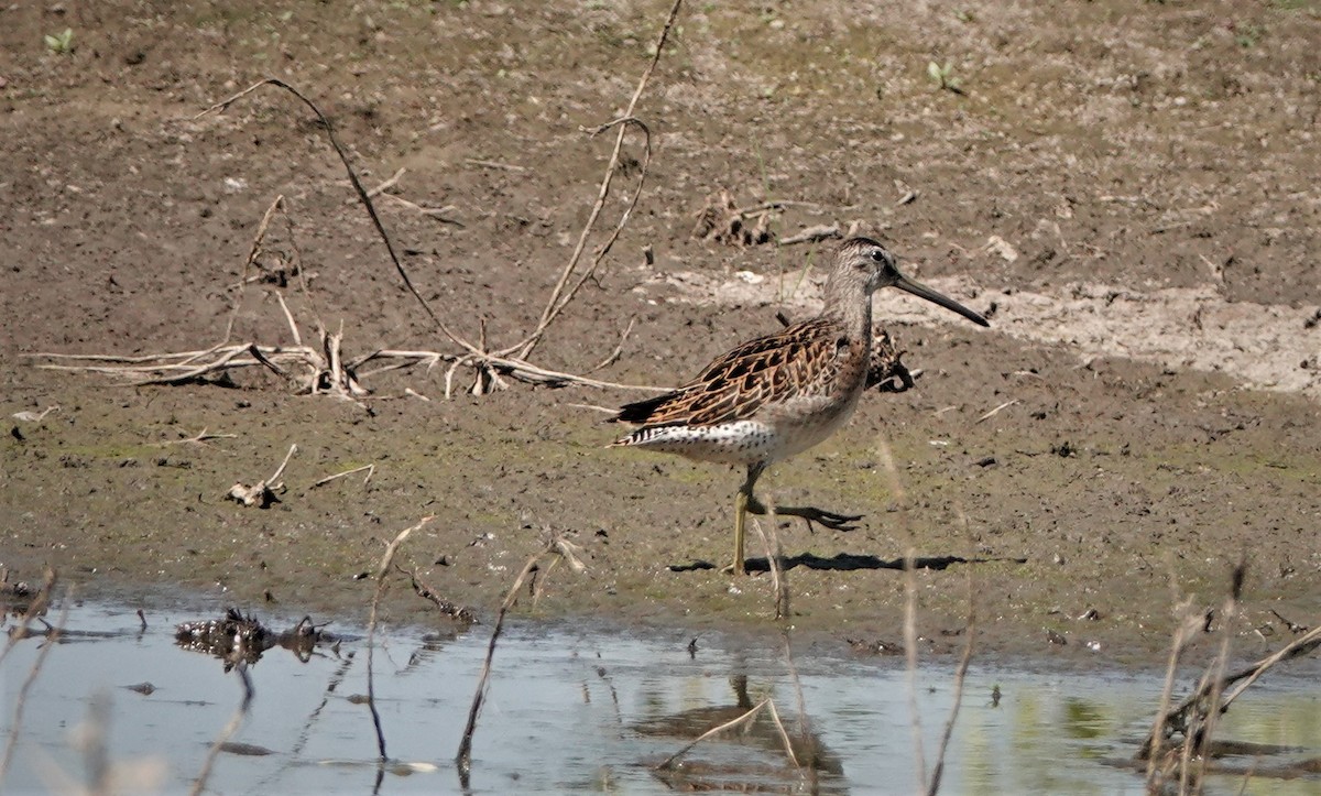 Short-billed Dowitcher - ML604088521