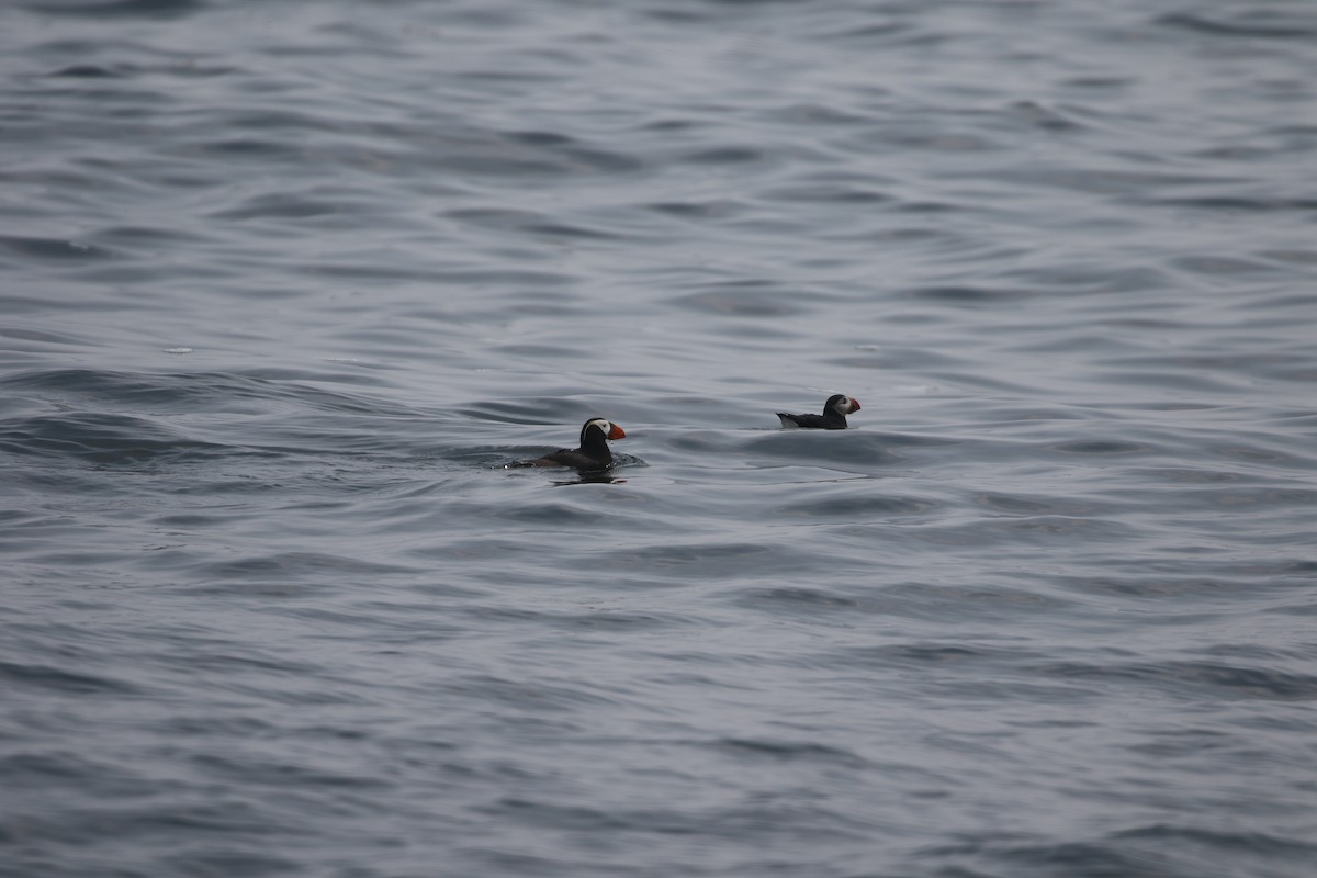 Tufted Puffin - ML604088931