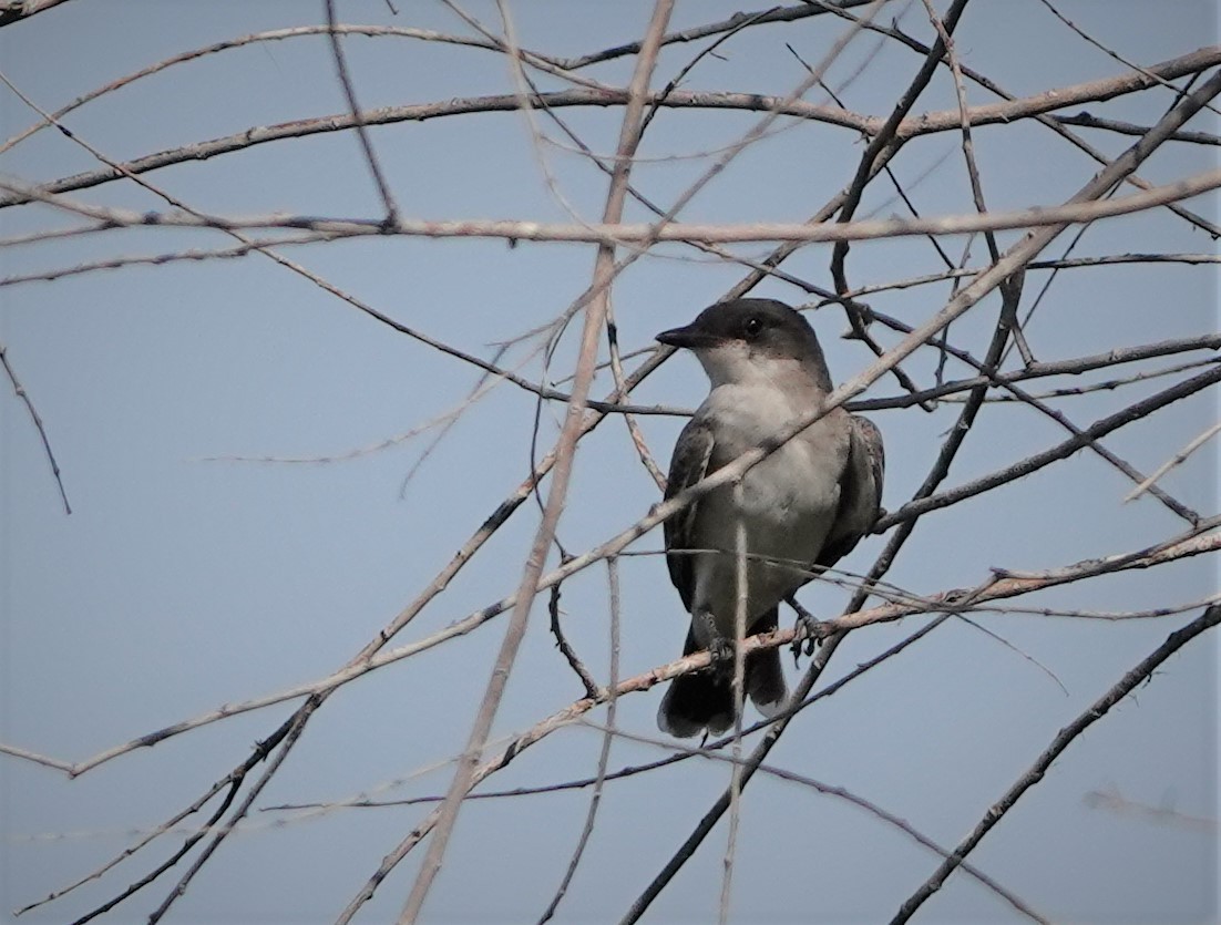 Eastern Kingbird - ML604088961