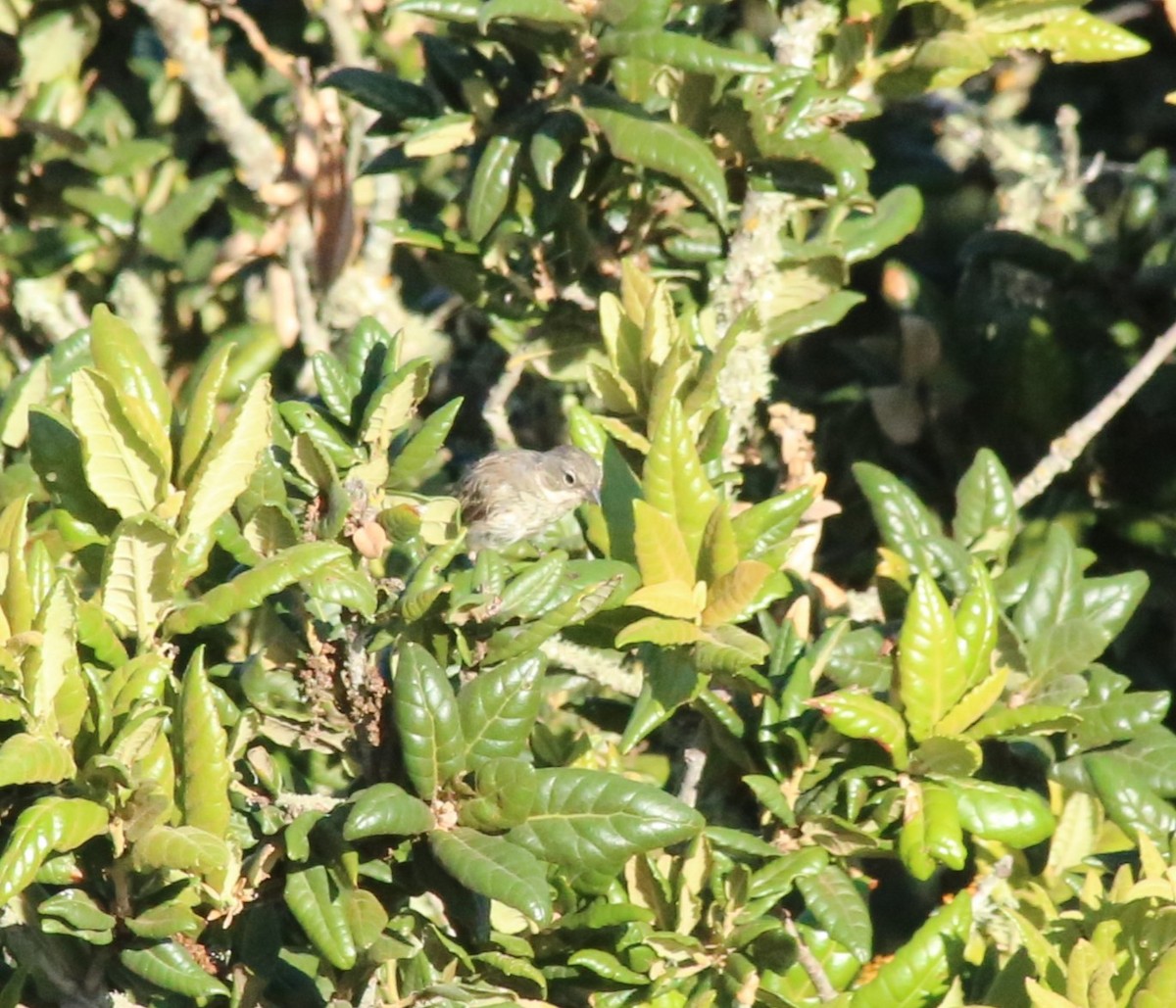 Bell's Sparrow (clementeae) - Ben Stalheim