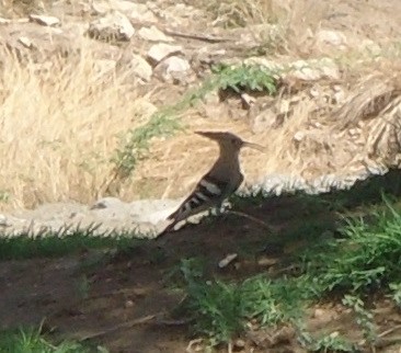 Common Hoopoe - ML604089751