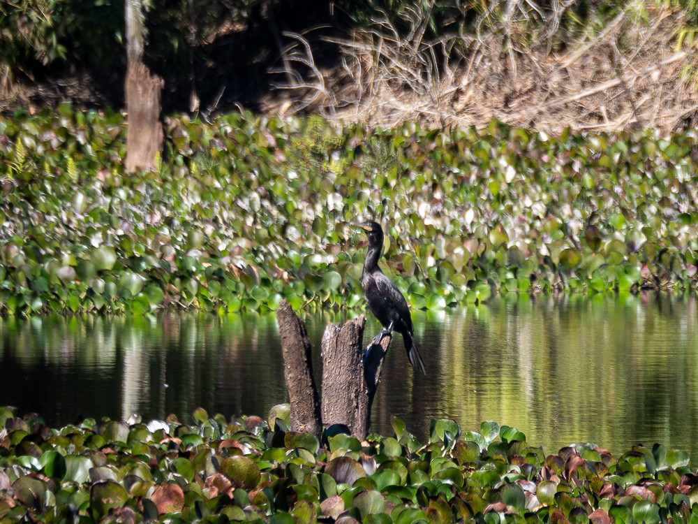 Neotropic Cormorant - ML604090101