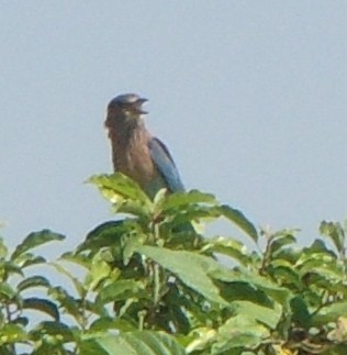 Indian Roller - ML604090181