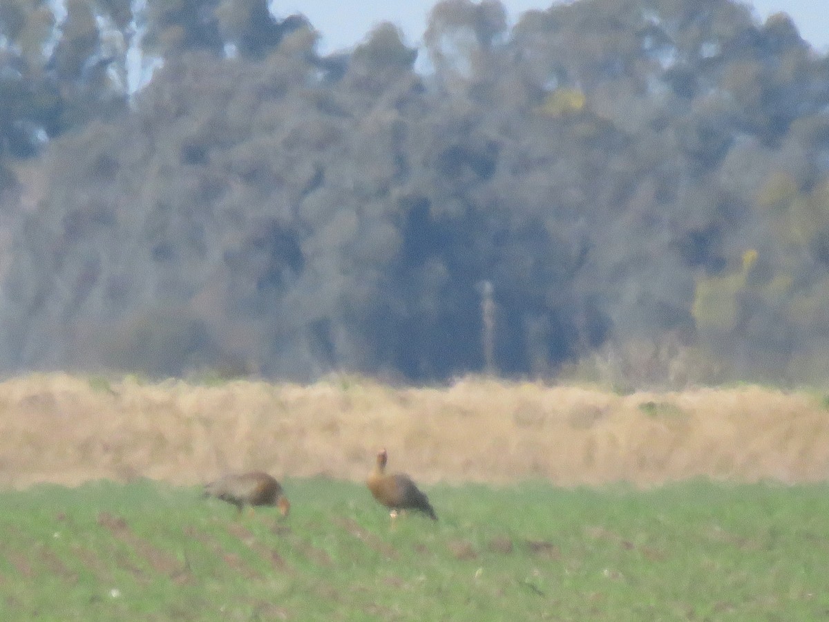 Ruddy-headed Goose - ML604090191