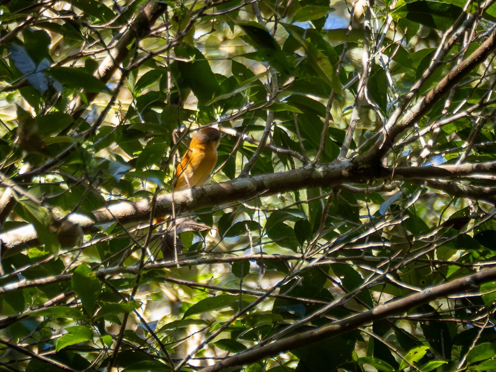 Chestnut-crowned Becard - ML604090221