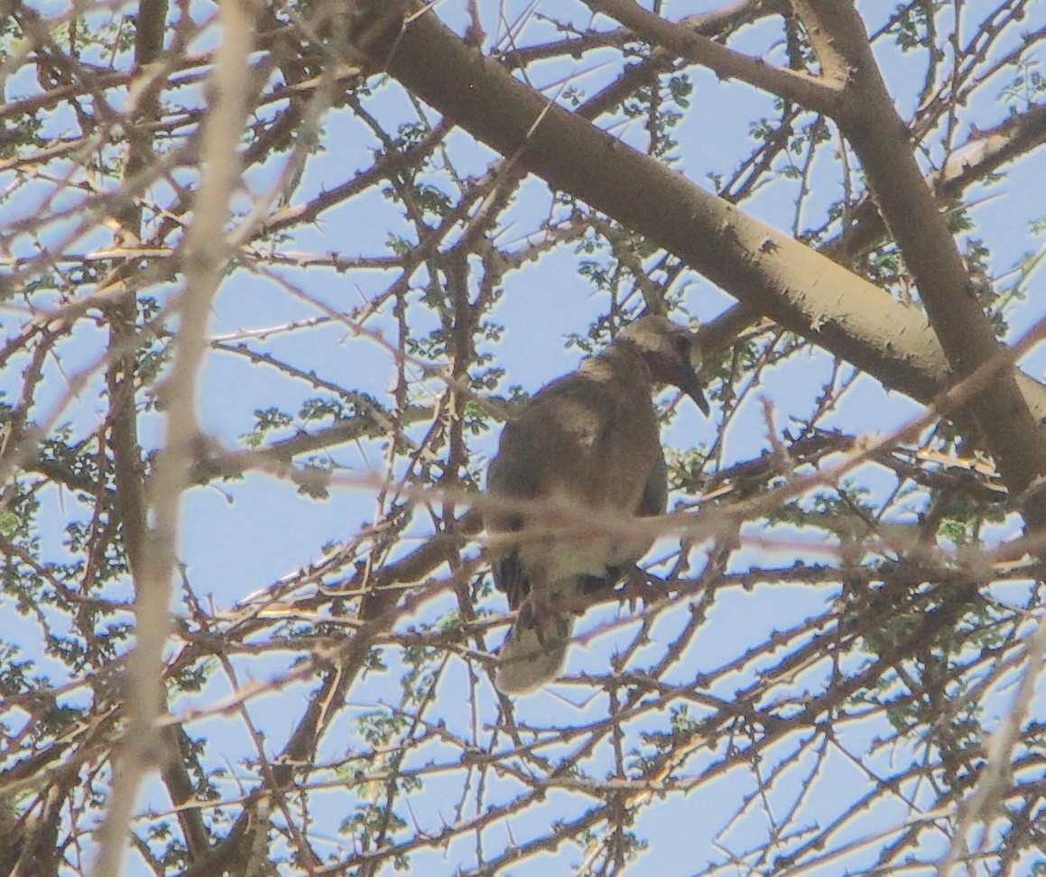 Laughing Dove - ML604090671