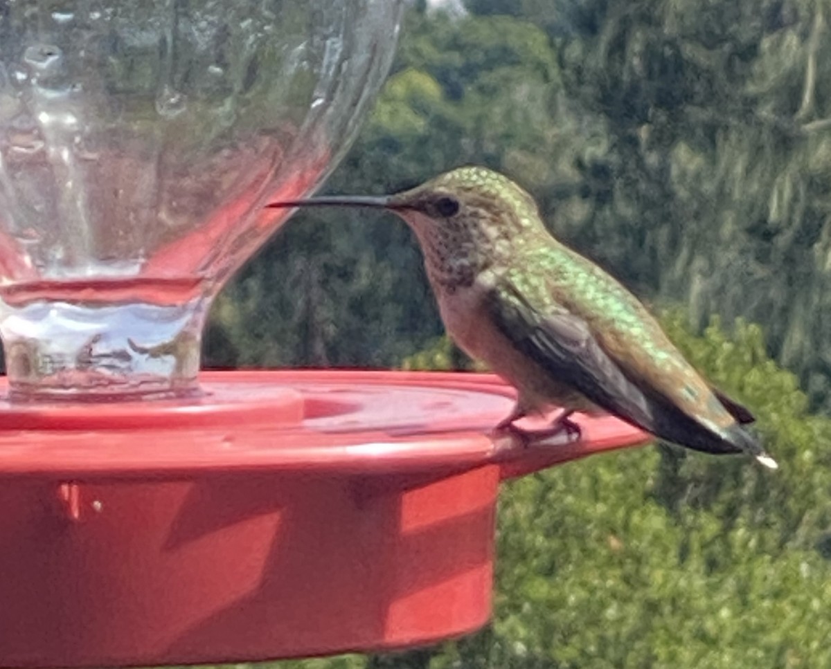 Rufous Hummingbird - Brooke Keeney