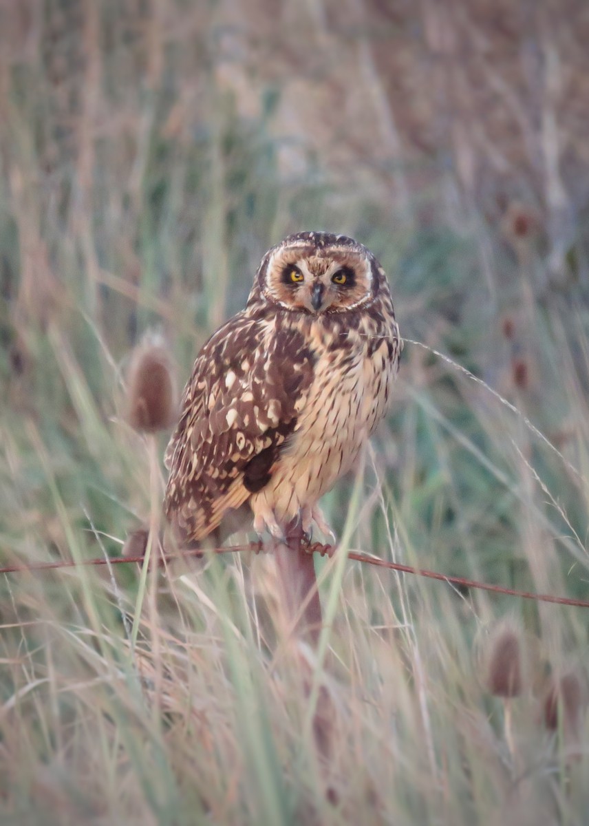 Short-eared Owl - ML604091411