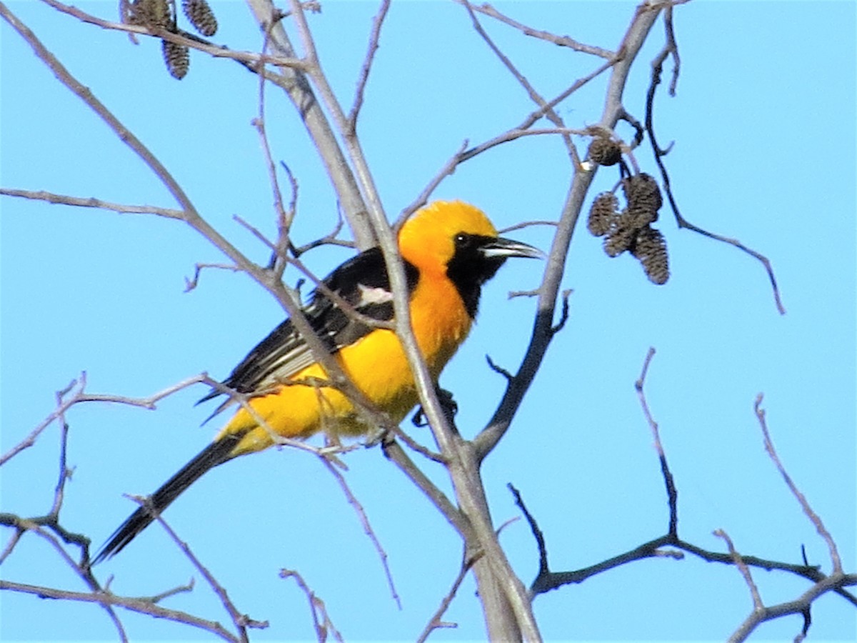 Hooded Oriole - ML60409181