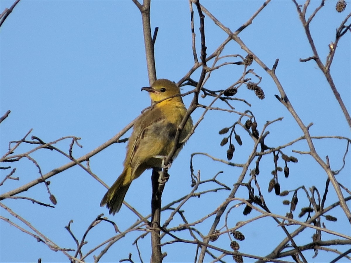 Hooded Oriole - ML60409191