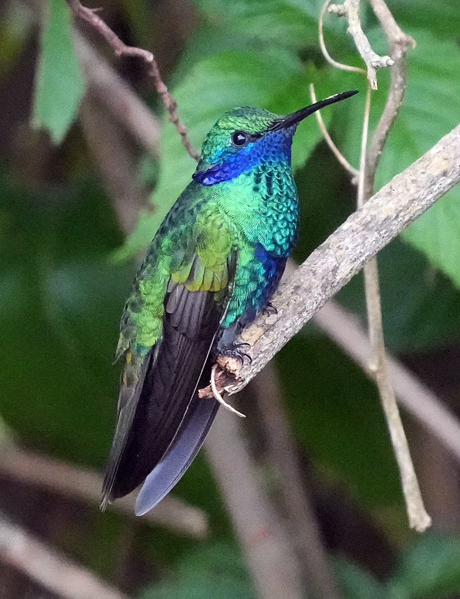 kolibřík modrolící - ML604093041