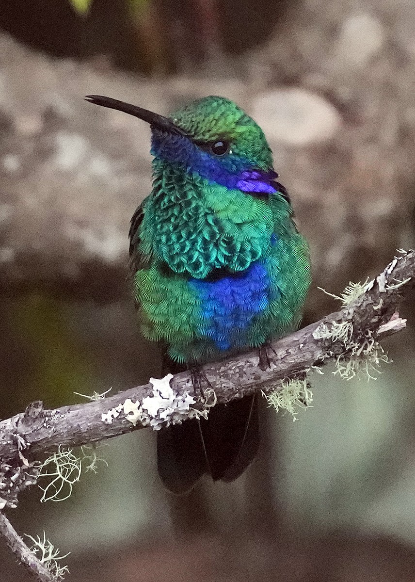 Colibrí Rutilante - ML604093051