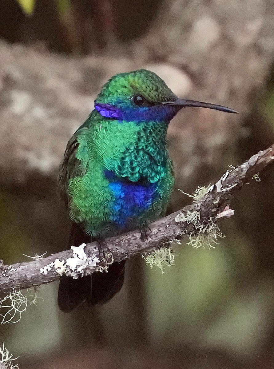 kolibřík modrolící - ML604093061