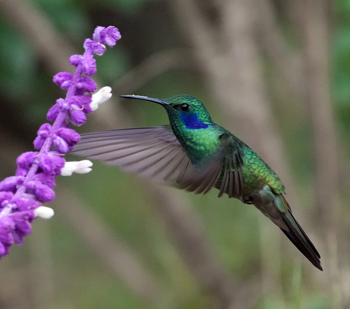 kolibřík modrouchý - ML604093101