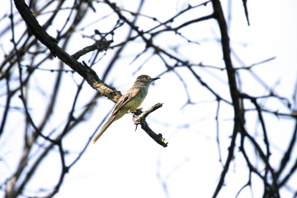 Dusky-capped Flycatcher - ML604094021