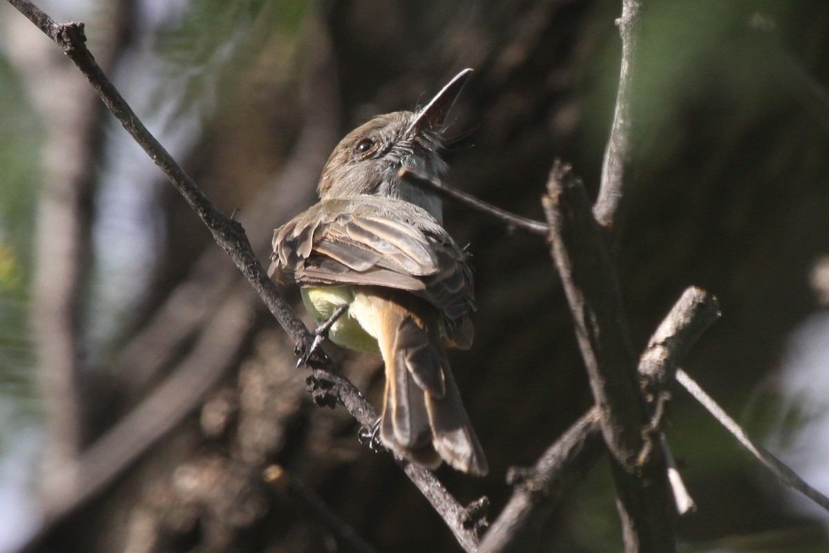 Dusky-capped Flycatcher - ML604094051