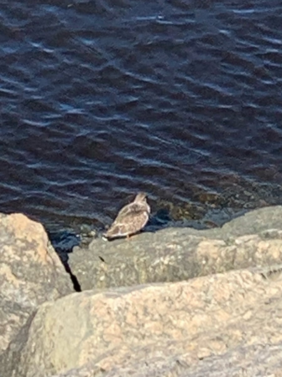 Ruddy Turnstone - ML604096011