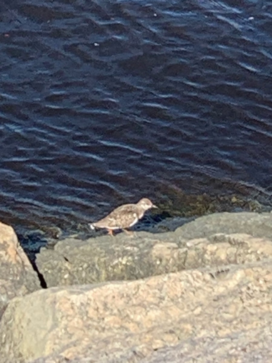 Ruddy Turnstone - ML604096021