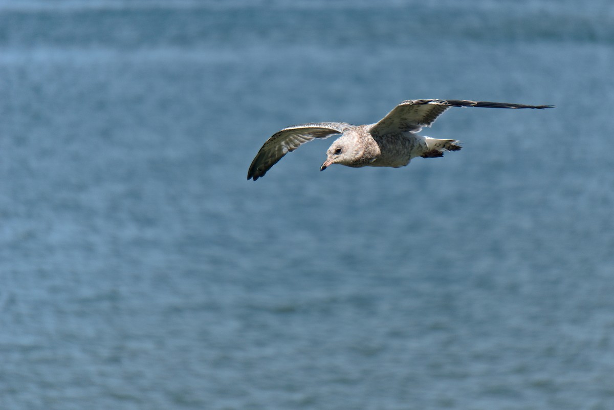 Ring-billed Gull - ML604097611