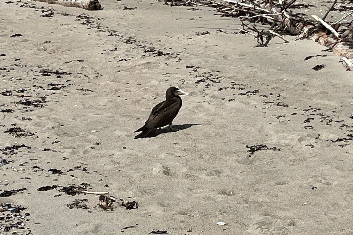Brown Booby - ML604098051