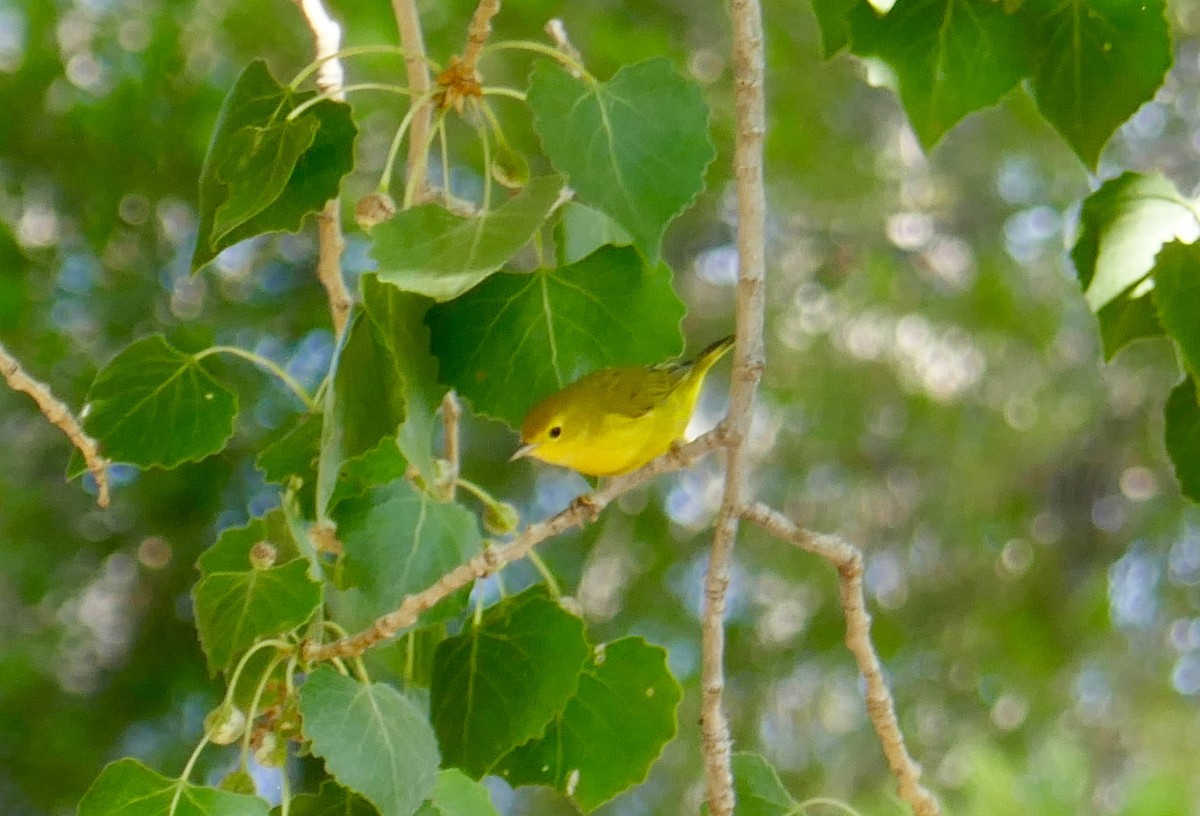 Wilson's Warbler - ML604098081