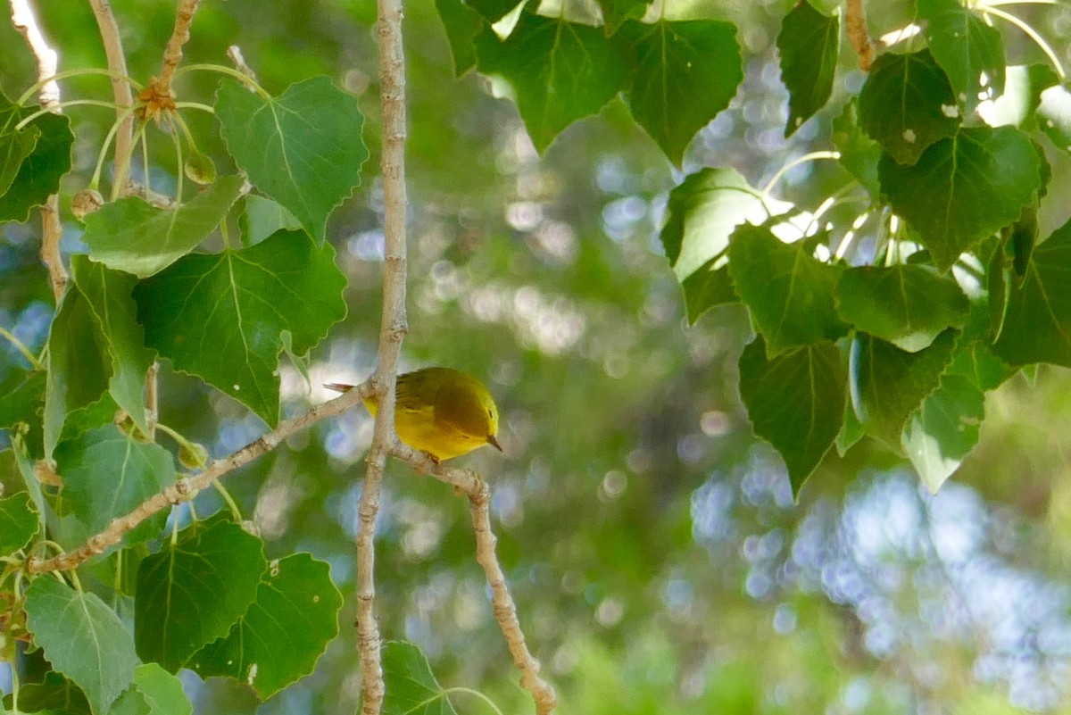 Wilson's Warbler - ML604098091