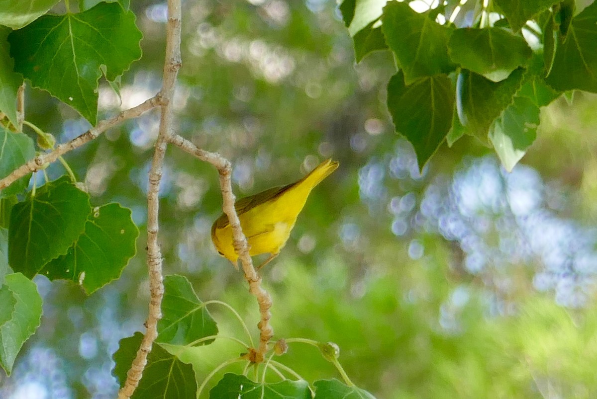 Wilson's Warbler - Jennifer Cole