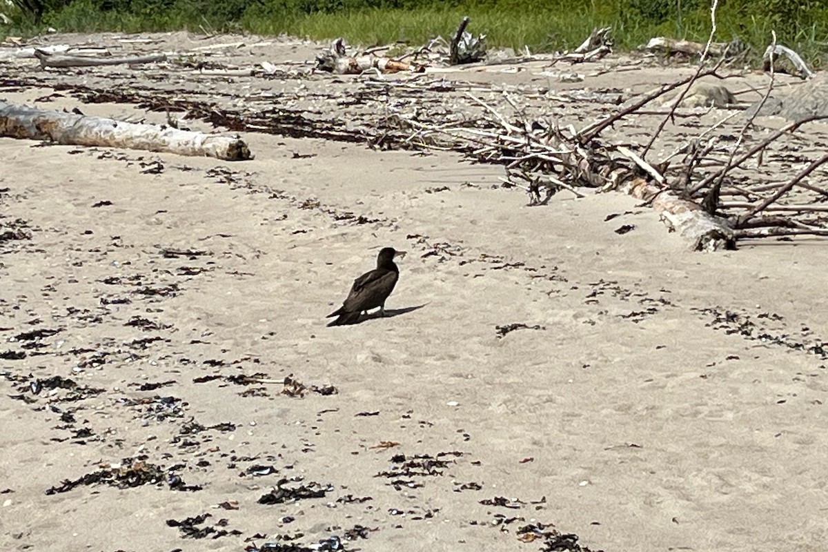 Brown Booby - ML604098111