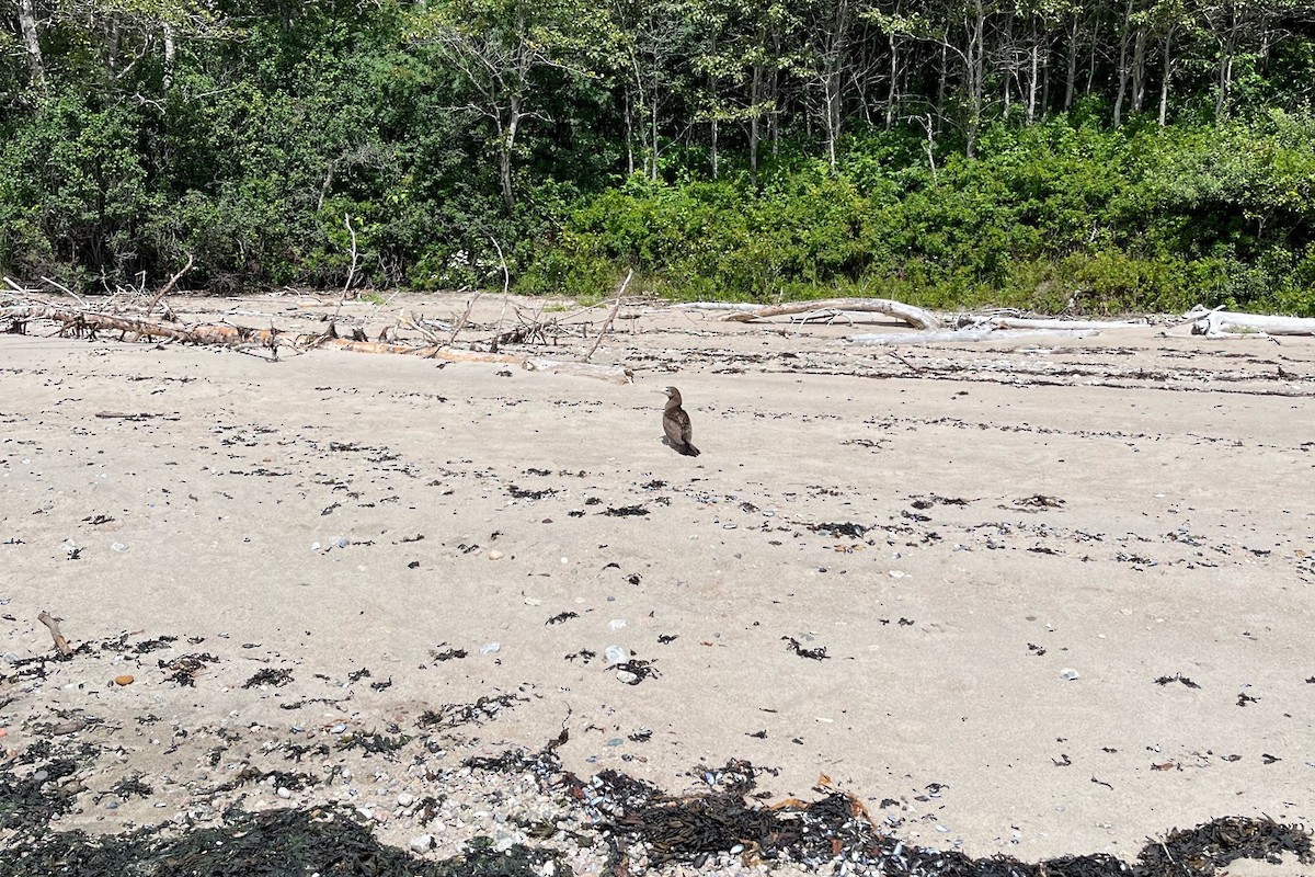 Brown Booby - ML604098131