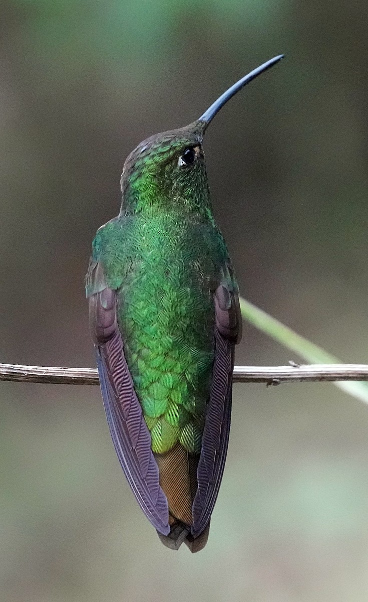 kolibřík aksamitový - ML604098231