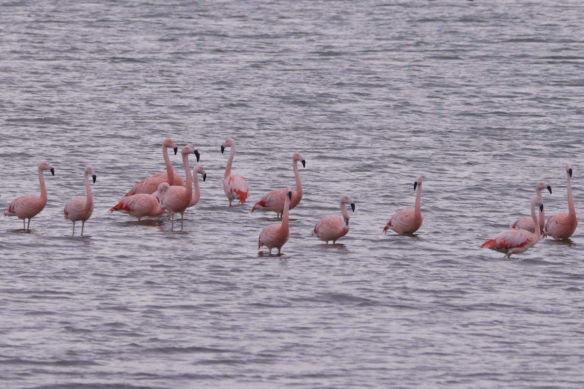 Chilean Flamingo - Robert Hagen