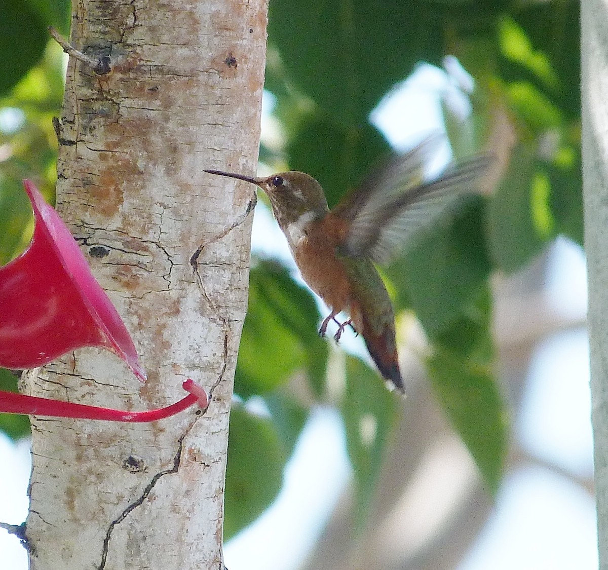 Rufous Hummingbird - ML604099161