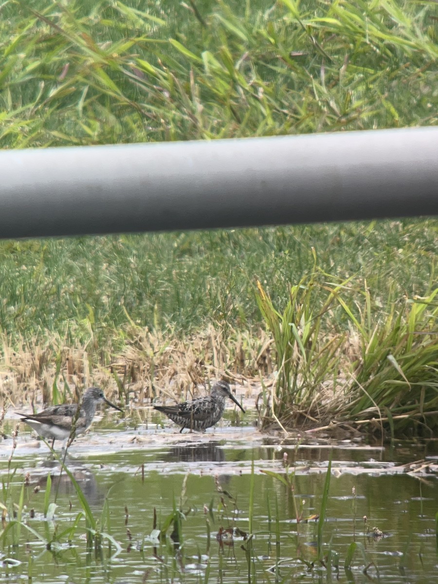 Stilt Sandpiper - ML604099621