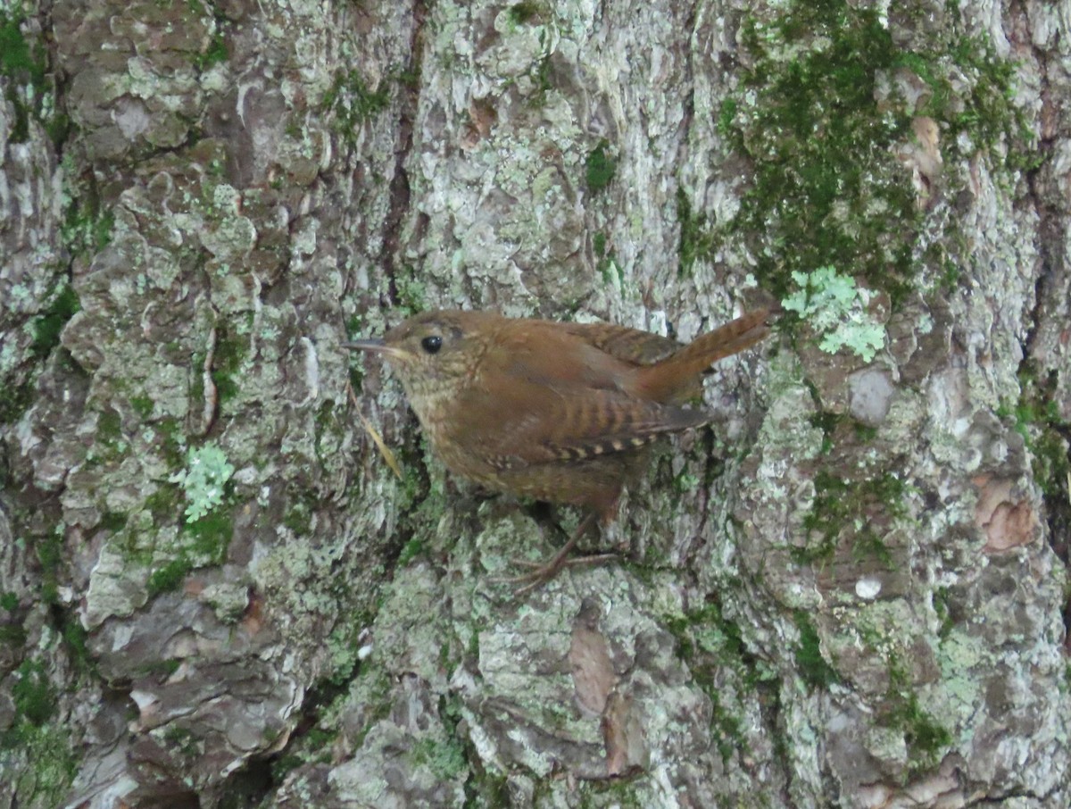 Winter Wren - ML604100341