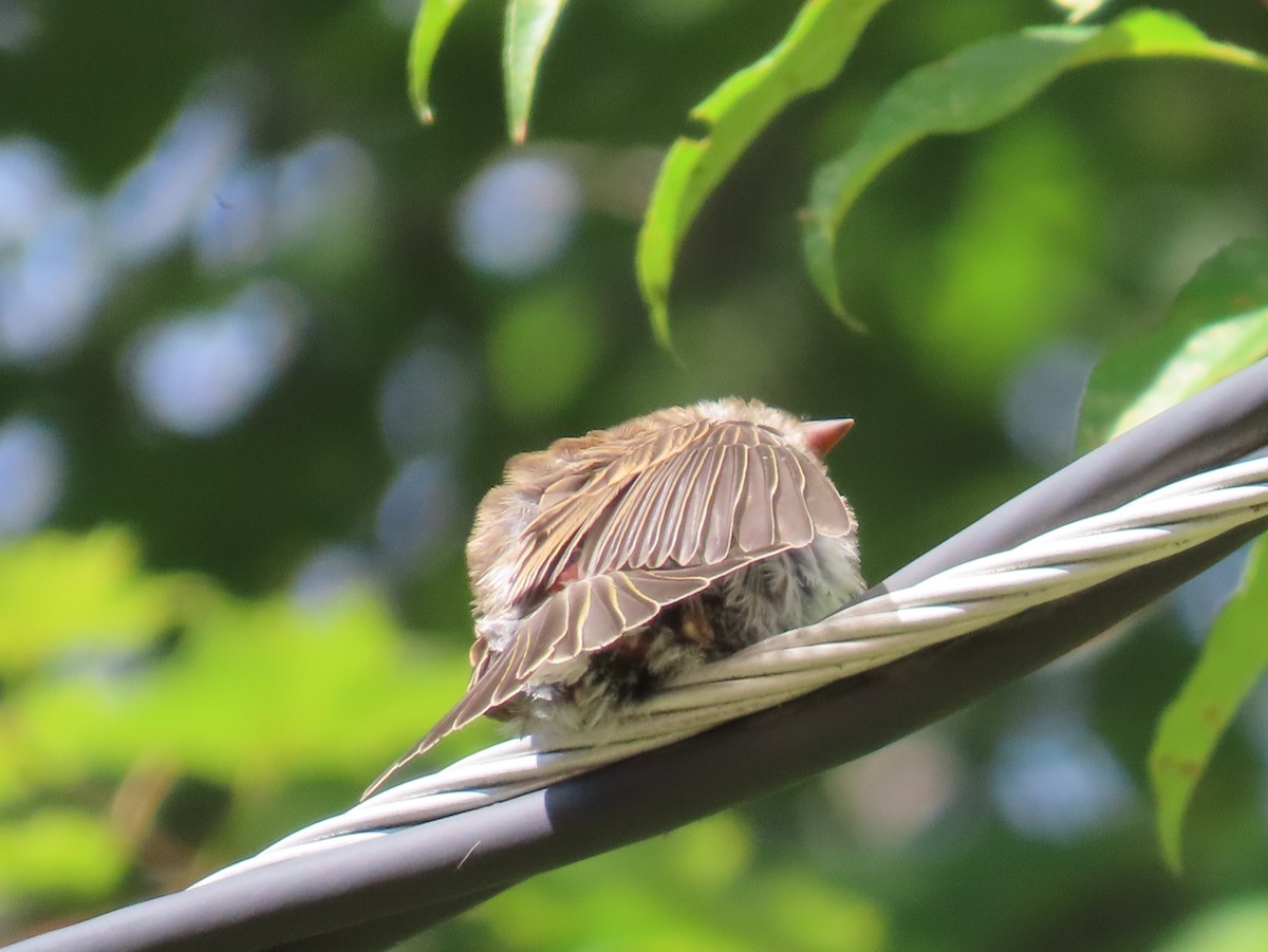 Chipping Sparrow - ML604100451