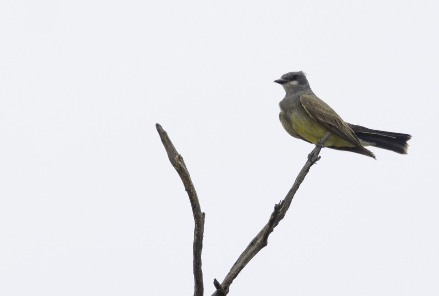 Cassin's Kingbird - ML604100501