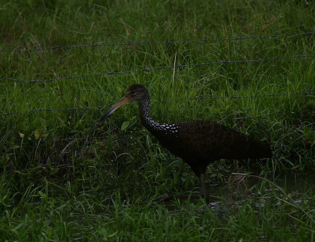 Limpkin - Eugenia Boggiano