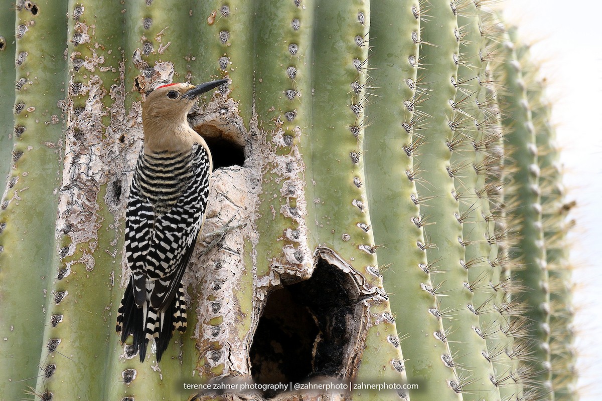 Gila Woodpecker - terence zahner