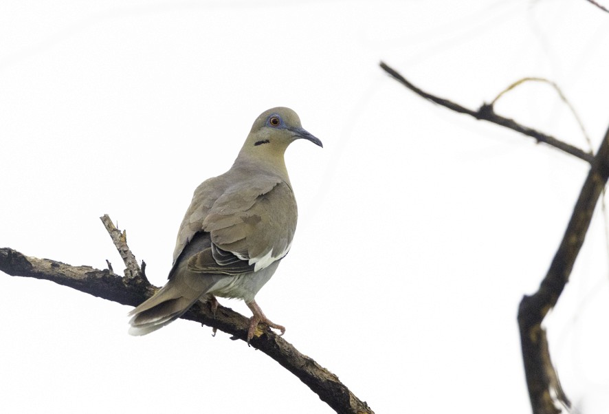 White-winged Dove - ML604100941