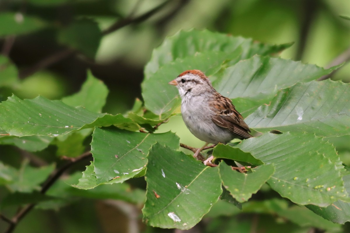 Chipping Sparrow - Margaret Viens