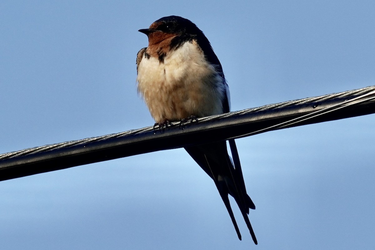 Barn Swallow - Terry Bohling